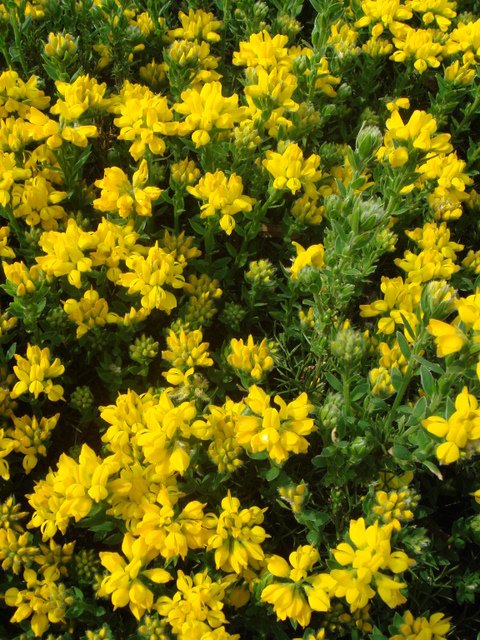 Genista hispanica fleur